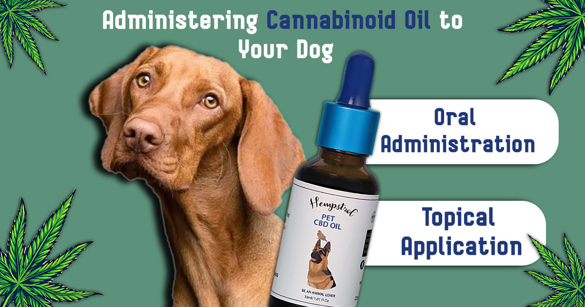 Cannabinoid oil for dog